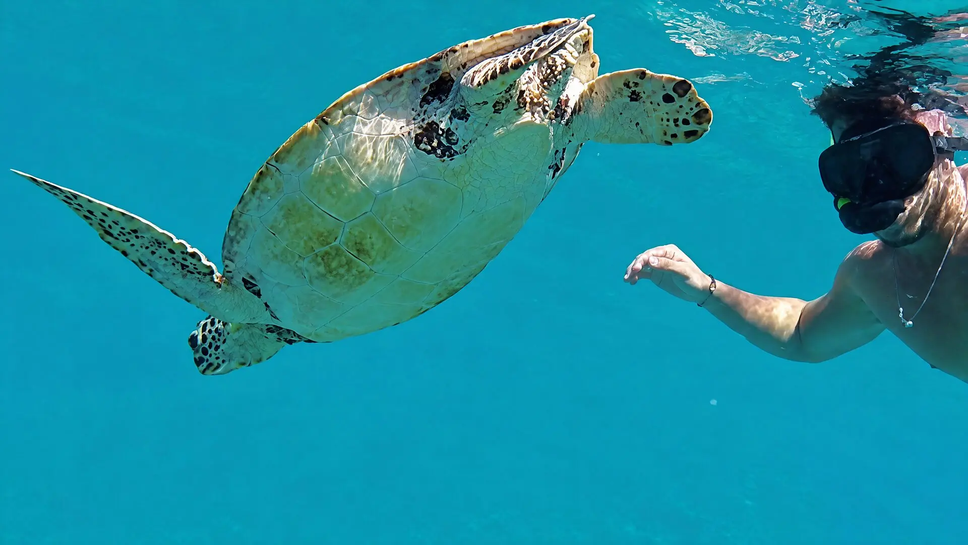 Une nageuse en masque et tuba à côté d'une tortue marine